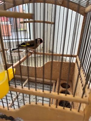Stieglitz mit Käfig