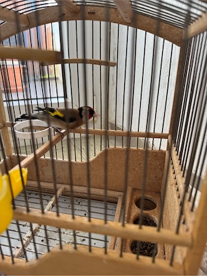 Stieglitz mit Käfig Bild 5