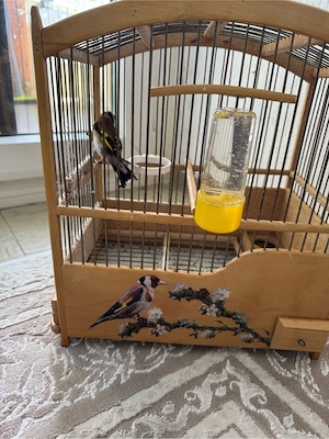 Stieglitz mit Käfig Bild 2