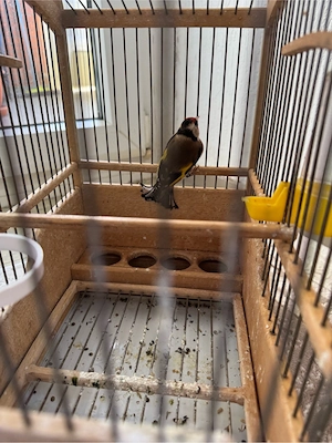 Stieglitz mit Käfig Bild 3