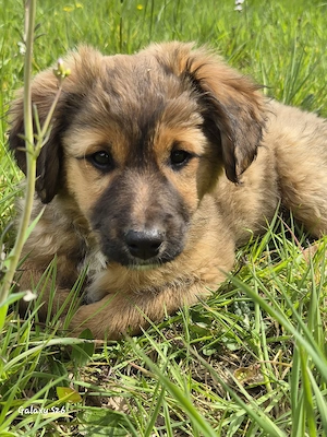 12 wochen alter Sasou sucht 