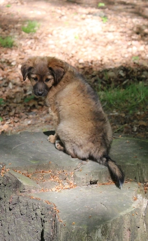 süsser mix rüde 12 wochen alt.