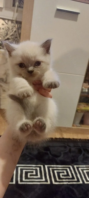 Bkh ketten mit blau Augen