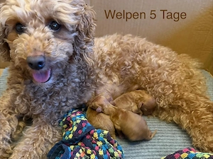 Zwergpudel Welpen Reinrassig