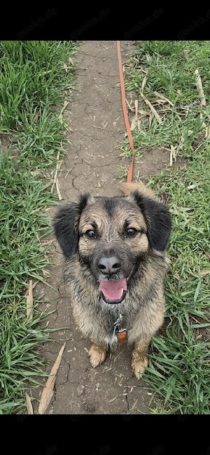 sucht dringend liebevolles zuhaise 