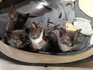 Kitten in gute Hände abzugeben...