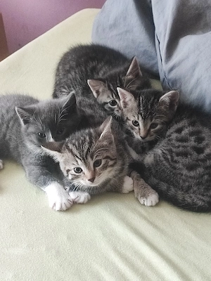 BKH mix 3 Kitten,2weib. 1.män.