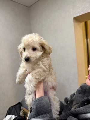 Wunderschöne Toy Pudel Hündin   4 Monate, cremefarben