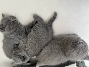 Britisch Kurz Haar Kitten 