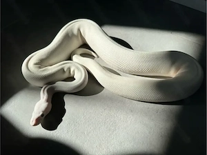 BEL Leucistic Blue eyed Lucy 1.0 Königspython NZ17 Proven Breeder