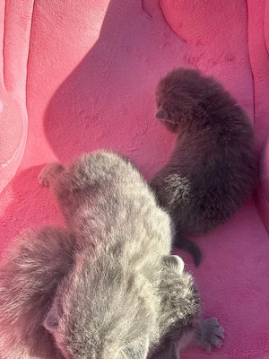 reinrassige kitten Bkh 