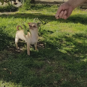 Chihuahua Welpe Hündin in eine tolle Farbe  Schoko red fawn  KH. 
