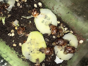 Achatschneckenbabys Bild 5