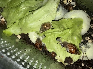 Achatschneckenbabys Bild 3