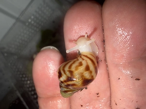Achatschneckenbabys Bild 2