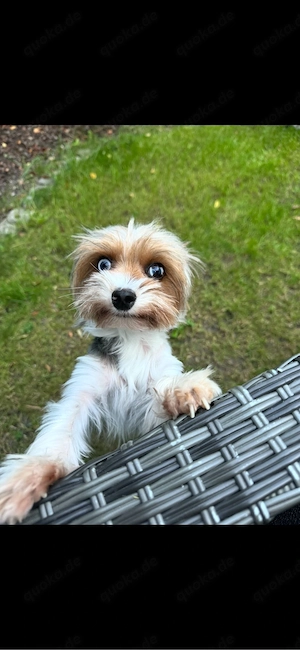 Blueberry yorkshire terier 