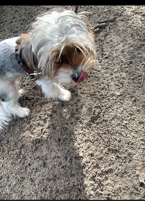 Blueberry yorkshire terier 