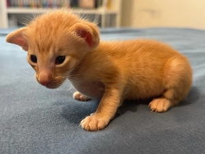 unser Nachwuchs ist da Orientalisch Kurzhaar OKH Kitten