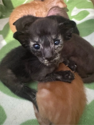 unser Nachwuchs ist da Orientalisch Kurzhaar OKH Kitten Bild 2