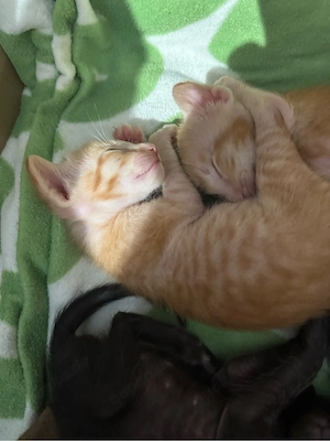 unser Nachwuchs ist da Orientalisch Kurzhaar OKH Kitten Bild 3