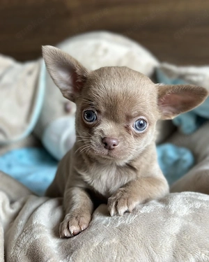 Bezaubernder Chihuahua-Welpe sucht ein liebevolles Zuhause