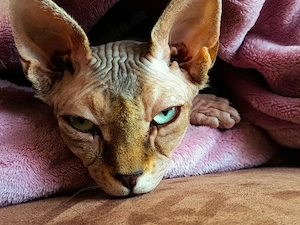 Wunderschöne Don Sphynx Katze sucht liebevolles Zuhause 