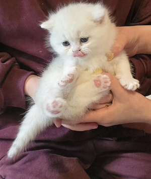 Britisch Kurzhaar (BKH) Kitten zu verkaufen   