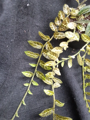 Terrarienpflanze Solanum evolvulifolium 