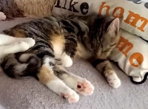 Süßes zierliches Katzenmädchen 