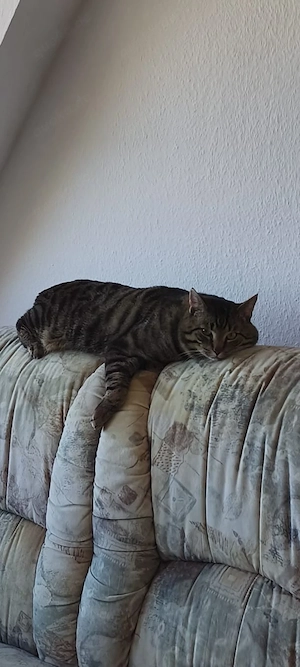 3 Kätzchen suchen liebevolles Zuhause
