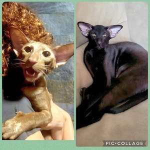 unser Nachwuchs ist da Orientalisch Kurzhaar OKH Kitten Bild 5