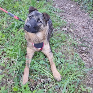 Liebevolles Zuhause gesucht