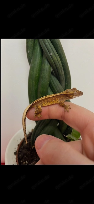 Kronengecko - Correlophus ciliatus