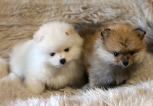 Zwergspitz Pomeranian Rüde