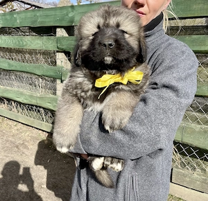 FCI Kaukasischer Owtscharka Welpen 