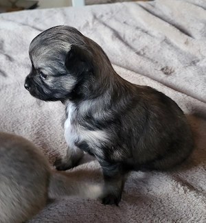 Chihuahua welpen 