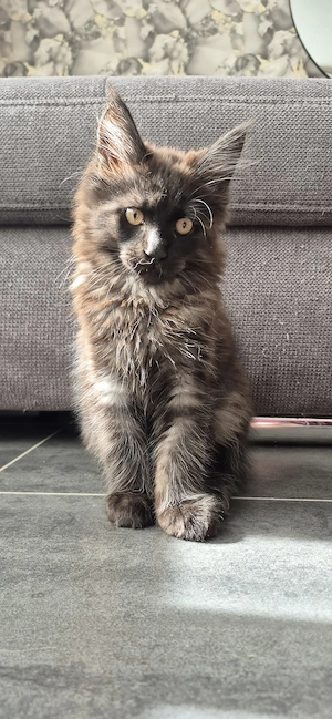 Maine Coon Kater Kitten