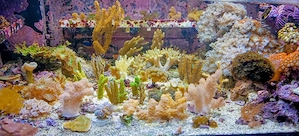 Korallenableger-Meerwasser mit Versand