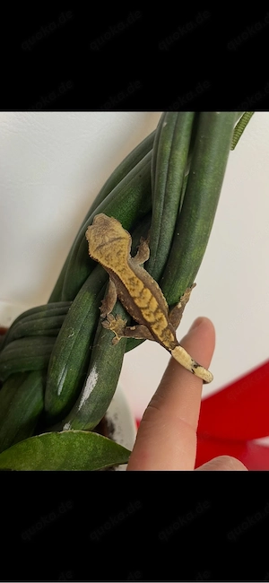 Kronengecko - Correlophus ciliatus