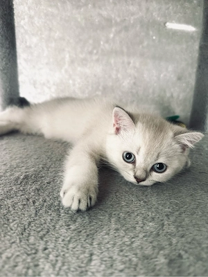 ...BKH Baby Kitten Lilac Point männchen...