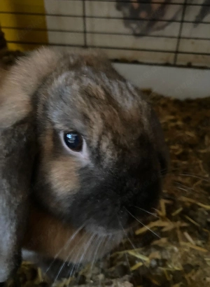 Zwergkaninchen in liebevolle Hände abzugeben...