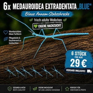 Blaue Annam-Stabschrecken, Medauroidea extradentata "blue", Phasmiden, Wirbellose, Schrecken, Terra