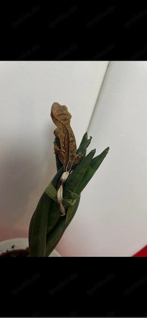 Kronengecko - Correlophus ciliatus