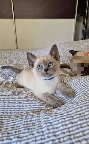 Kleiner Siamkater Reinrassiger Blue Point 