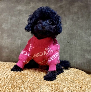 mini welpe toy pudel 13 wochen alt  Bild 2