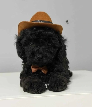 mini toy pudel welpe !!!! rüde 