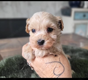 Echte Maltipoo Welpen * Malteser x Toy Zwergpudel dürfen jetzt BESUCHT werden 
