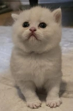 Bkh kitten suchen liebevolles Zuhause