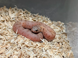 Heterodon Nasicus, Hakennasennatter Arctic