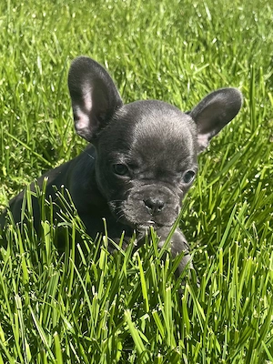 Französische Bulldoggen
